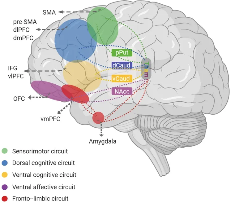 Brain circuits involved in OCD