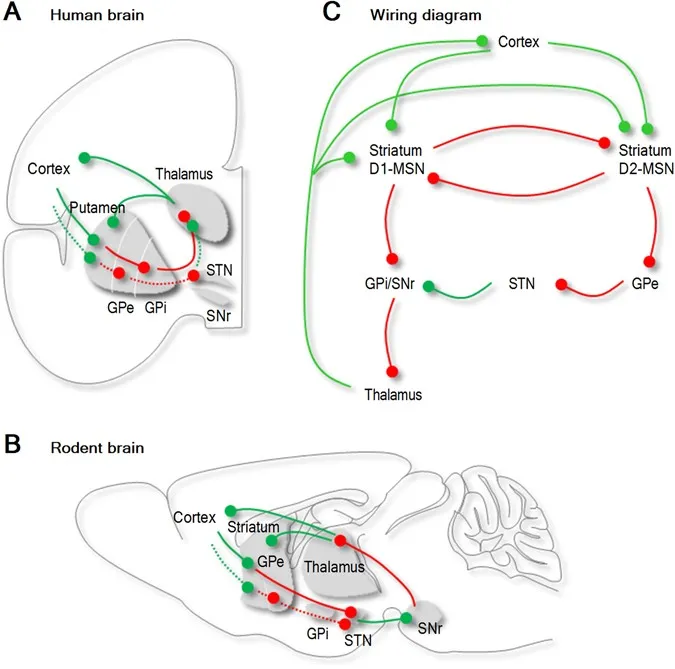 Cortico-Striato-Thalamo-Cortical (CSTC) Loop Diagram