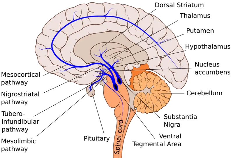 Brain Dopamine Pathways and D2 Receptor Sites