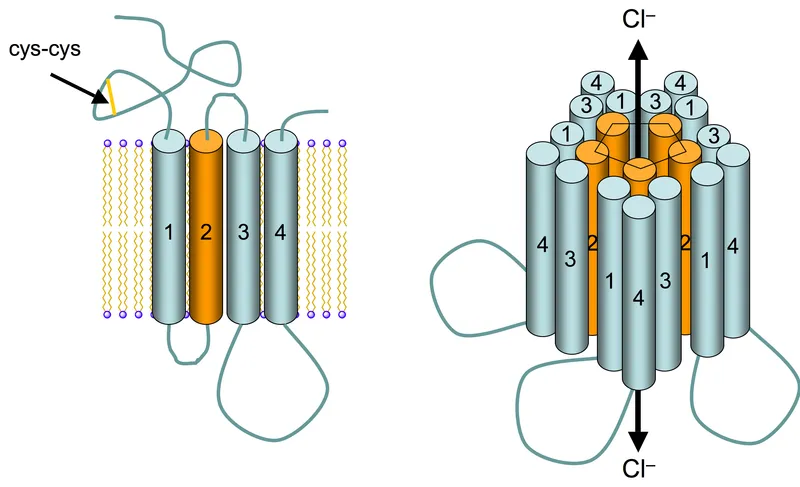 GABA-A receptor with benzodiazepine binding site