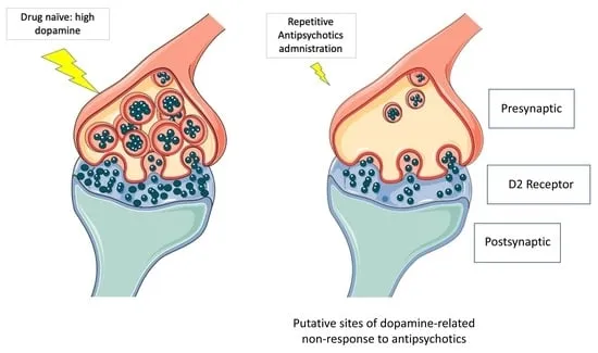 Dopamine receptors before and after antipsychotics