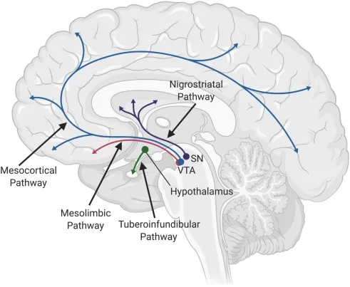 Sagittal view of brain showing four key dopamine pathways