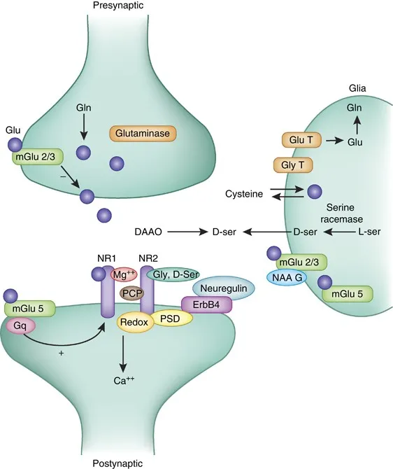 NMDA Receptor Hypofunction in Schizophrenia