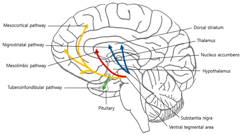 Dopamine pathways in the human brain