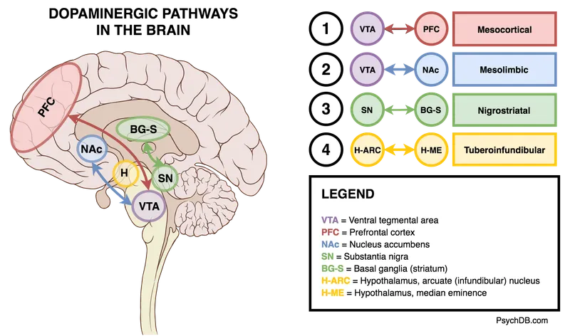 Dopamine Pathways in the Brain