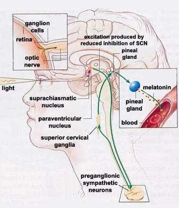Light-Melatonin Pathway Diagram