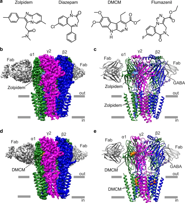 GABA-A receptor with Zolpidem and DMCM binding sites