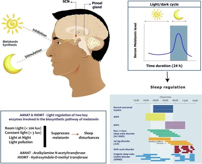 Circadian rhythm pathway, melatonin, and sleep disorders