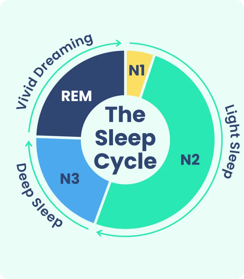 The Sleep Cycle: NREM and REM Stages