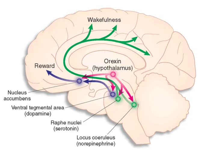 Orexin pathway in hypothalamus and wakefulness promotion
