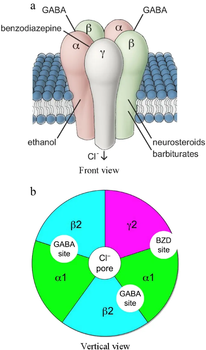 GABA-A receptor binding sites (front and vertical views)