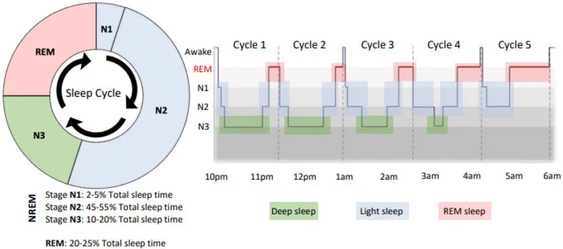 Hypnogram and Sleep Cycle Stages