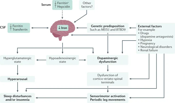 Pathophysiology of Restless Legs Syndrome