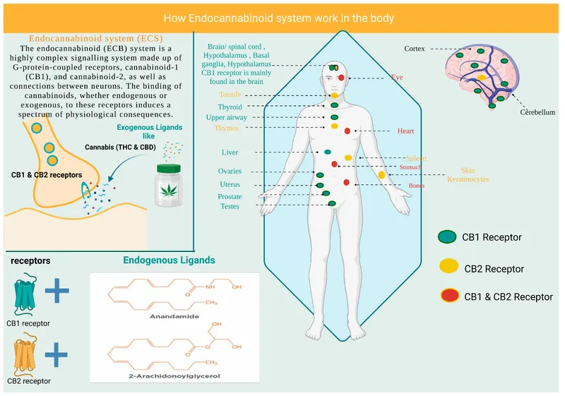 Endocannabinoid system and receptor locations