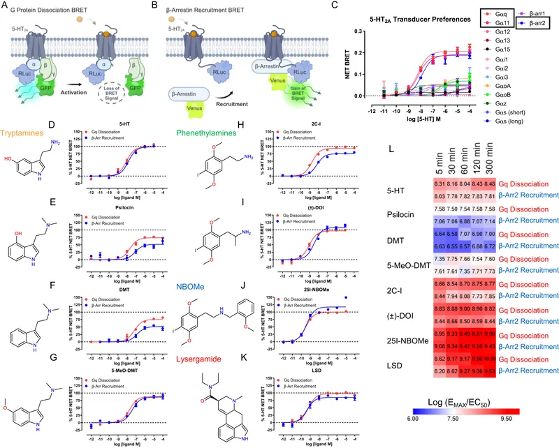 5-HT2A Receptor Activation by Hallucinogens