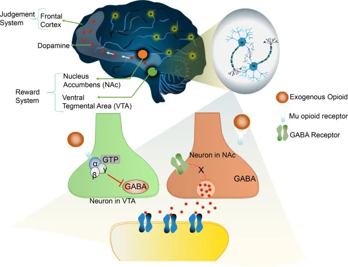 Opioid mechanism on neuron and reward pathway