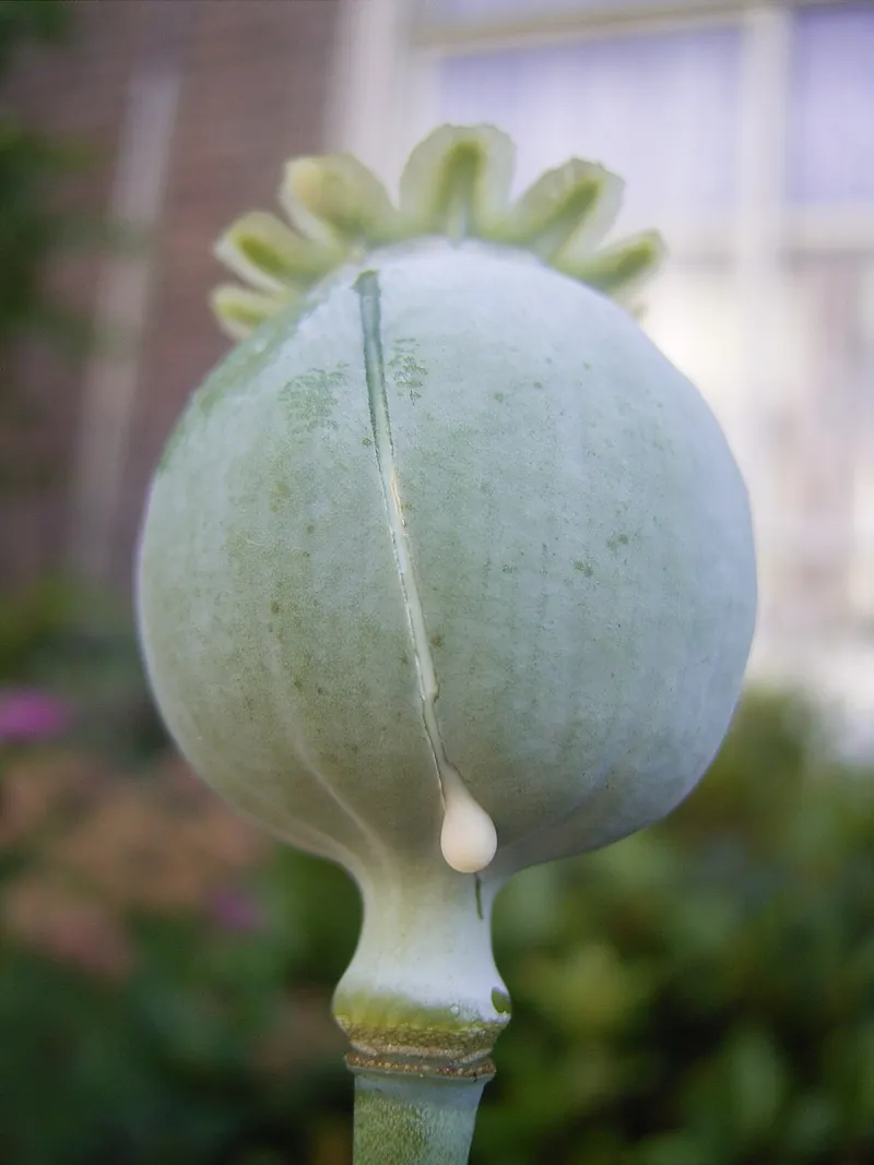 Opium poppy seed pod with latex