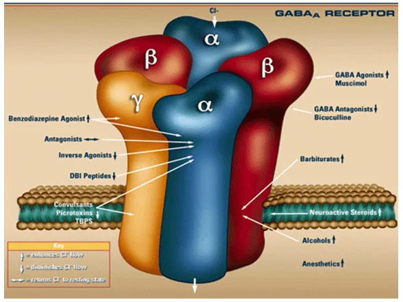 GABA-A receptor with benzo and barbiturate sites