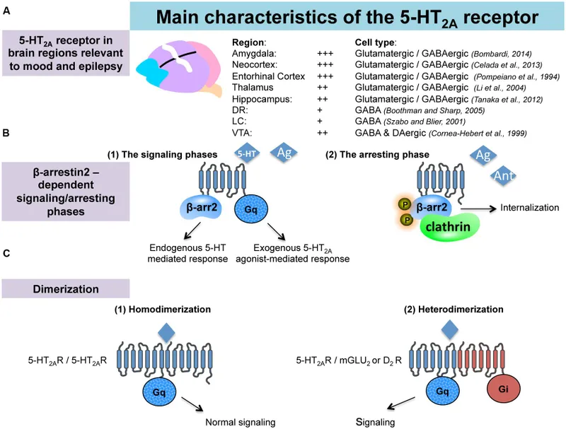 5-HT2A Receptor Characteristics and Signaling