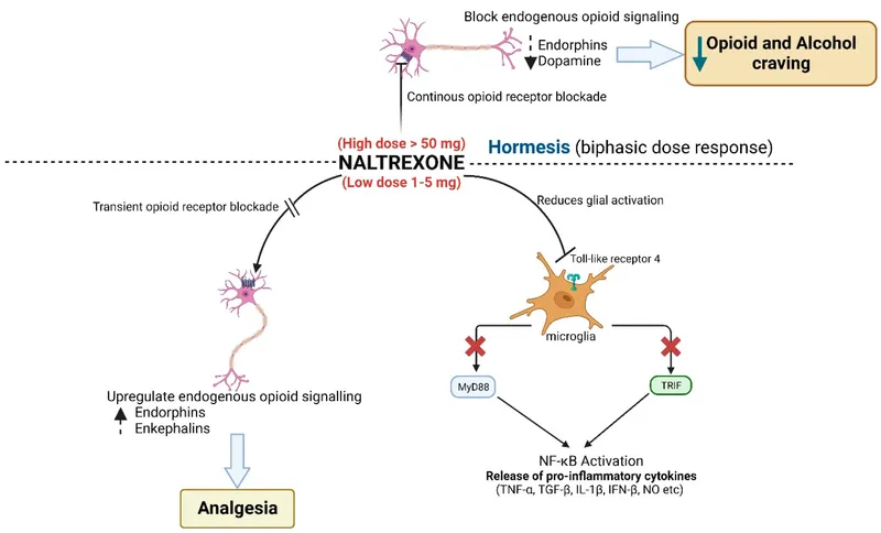Naltrexone: Biphasic Dose Response and Mechanisms