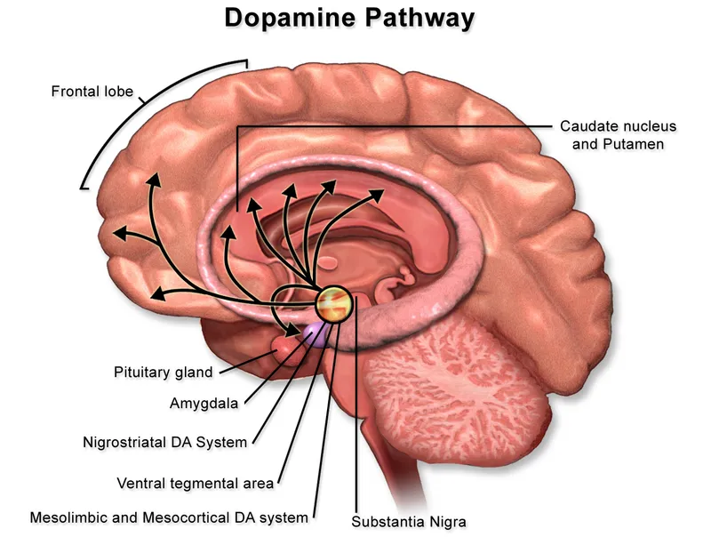 Dopamine Pathway in the Brain