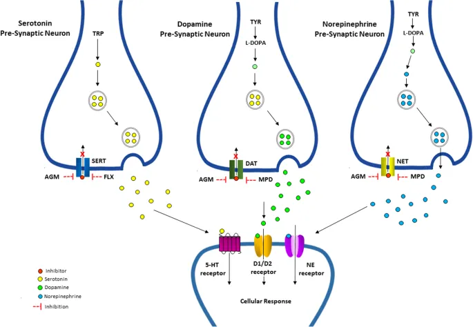 Stimulant-induced neurotransmitter reuptake inhibition