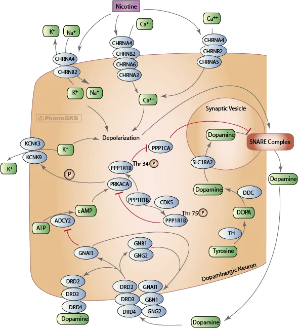 Nicotine’s Effect on Dopaminergic Neuron Signaling