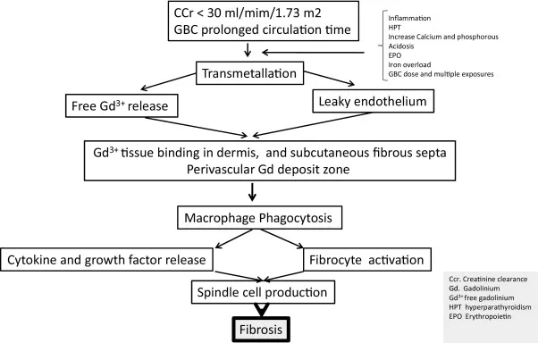 Pathophysiology of Nephrogenic Systemic Fibrosis