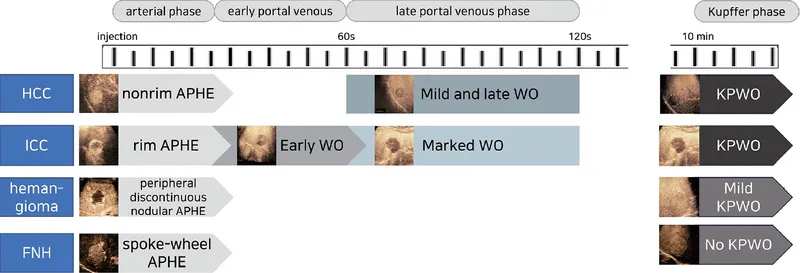 CEUS phases of liver lesions