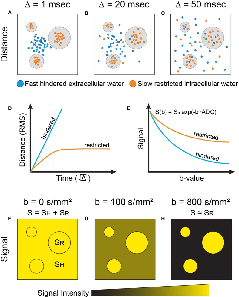 Water diffusion in tissue and b-value effect