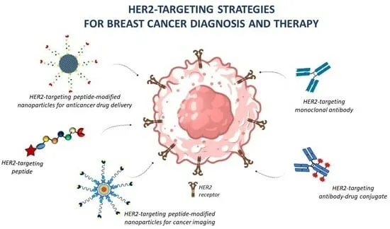 HER2-Targeting Strategies for Cancer Diagnosis and Therapy