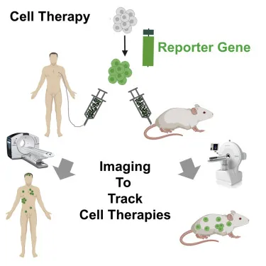 Reporter Gene Imaging for Tracking Cell Therapies