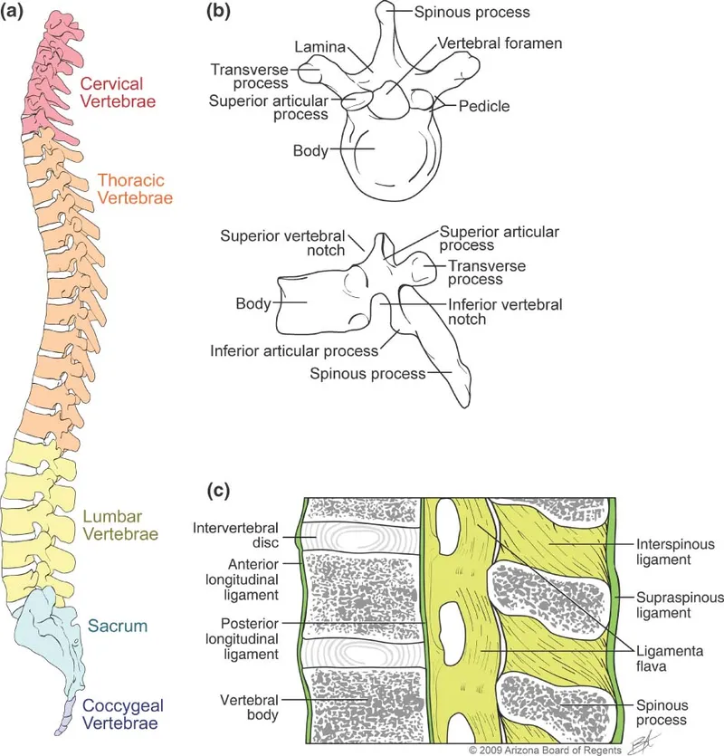 Spine Anatomy: Vertebrae, Ligaments, and Regions