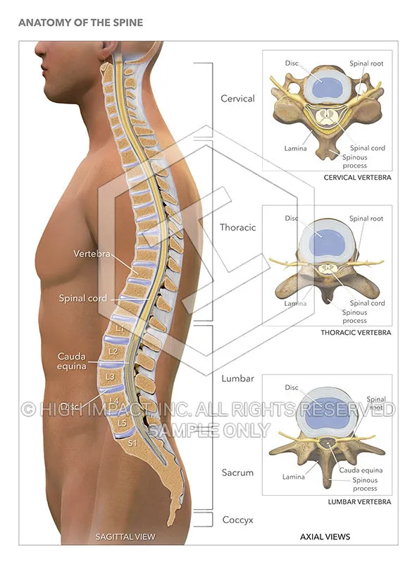 Spine Anatomy: Sagittal and Axial Views