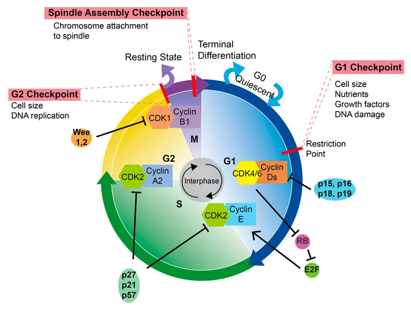 Cell Cycle Phases and Checkpoints