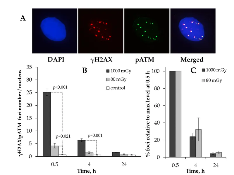 γH2AX and pATM foci in irradiated cell nuclei