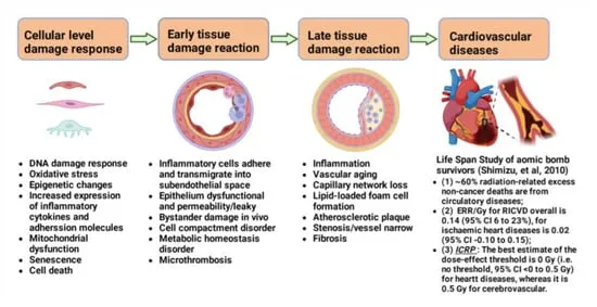 Radiation damage progression to cardiovascular disease