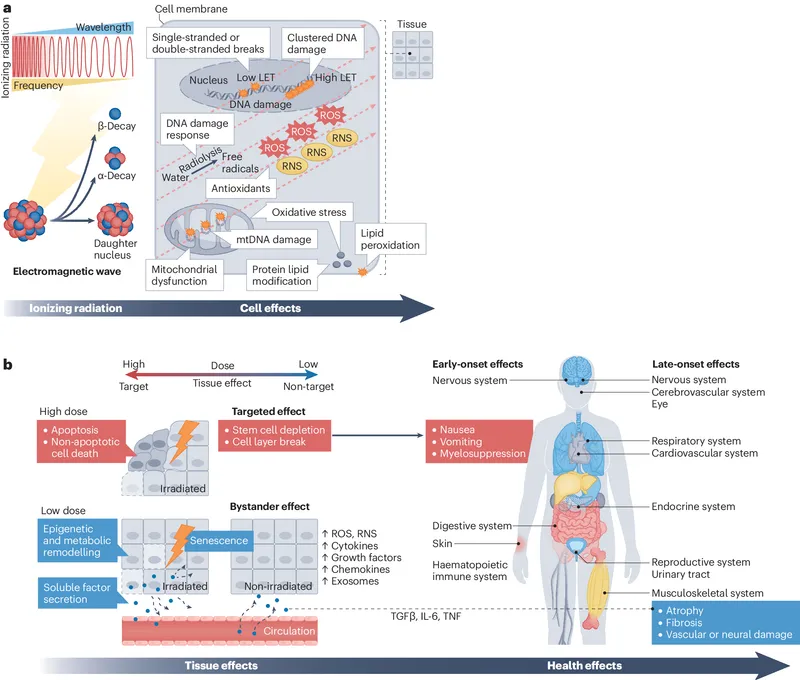 Radiation effects: cell, tissue, and organ systems