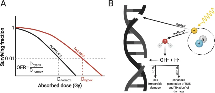 Oxygen effect on cell survival and DNA damage