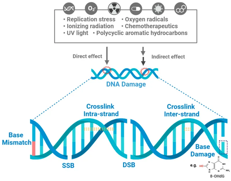 Radiation-induced DNA damage types and causes