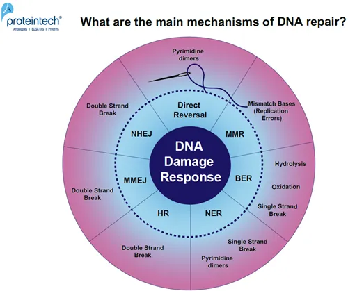 DNA Damage Response and Repair Mechanisms