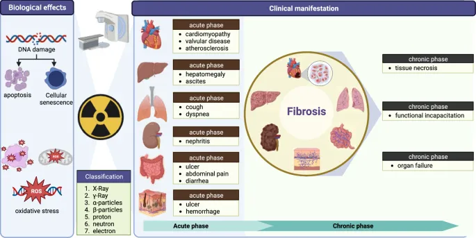 Acute vs Chronic Radiation Effects on Normal Tissues
