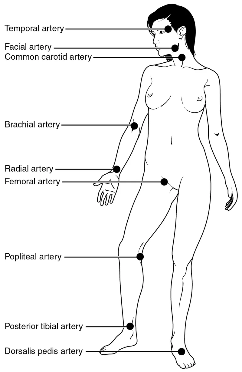 Anatomical locations of major arteries for pulse assessment