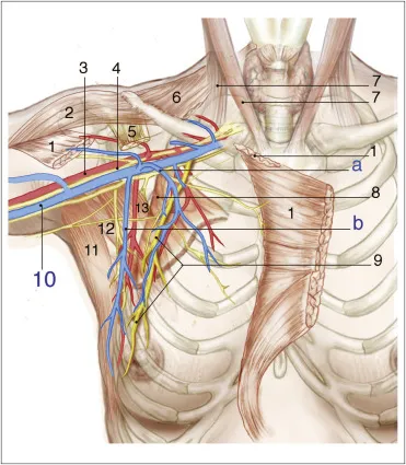 Axillary anatomy with Berg's levels and nerves