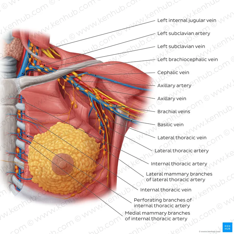 Breast vascular supply and lymphatic drainage