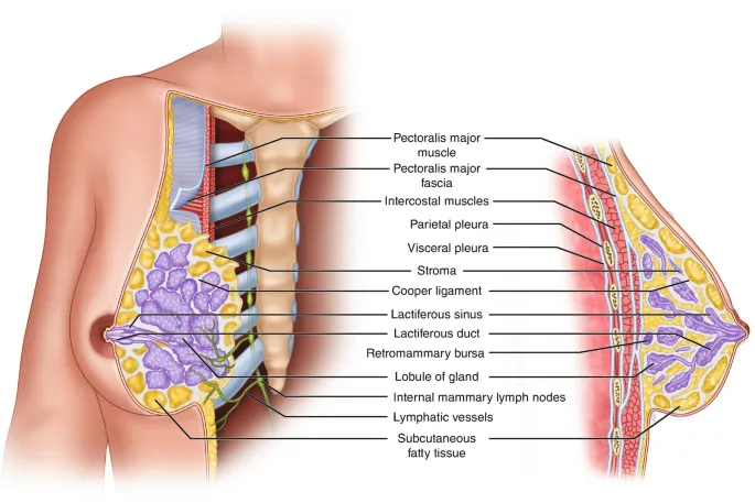 Sagittal view of female breast anatomy
