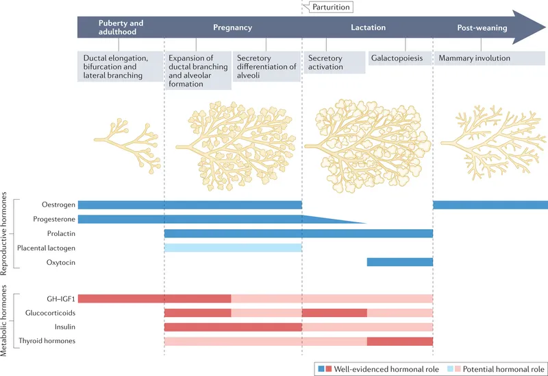 Hormonal control of breast development and lactation