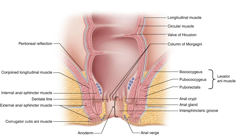 Anal canal anatomy with glands, crypts, and spaces