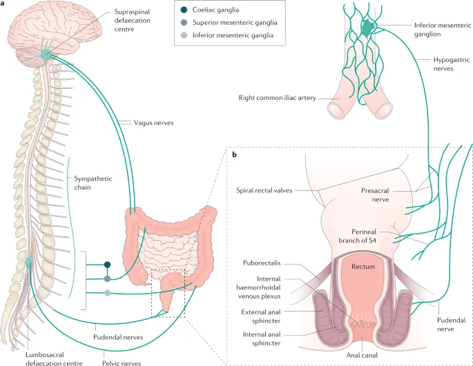 Defecation reflex pathway