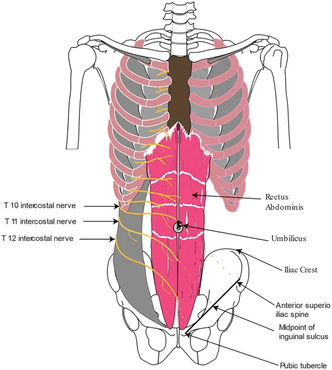Abdominal anatomy for stoma siting